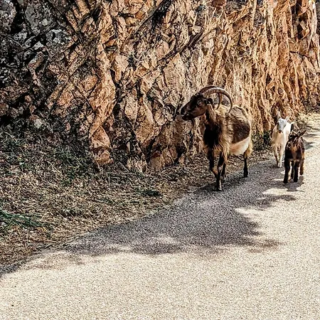 Le Porto Appart T2 Rénové 800m Immeuble En Pierre Avec Terrasse Commune Vue Barbecue * Porto (Corsica)